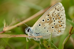 David Plant Photography - Wildlife Photography - Chalkhill blue - B